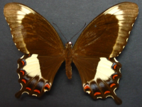 Papilio fuscus capaneus - Adult